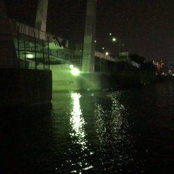 西宮浜跳ね橋 シーバス50cm